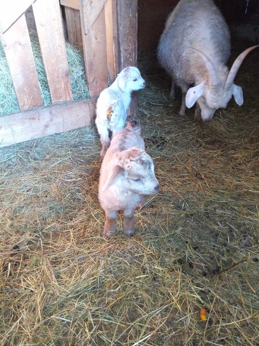 Capre de Casmir si Cashgora