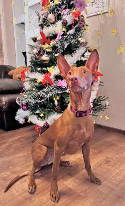 Фараонова собака