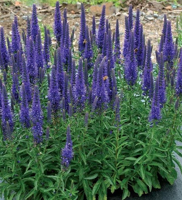 Продам веронику синюю