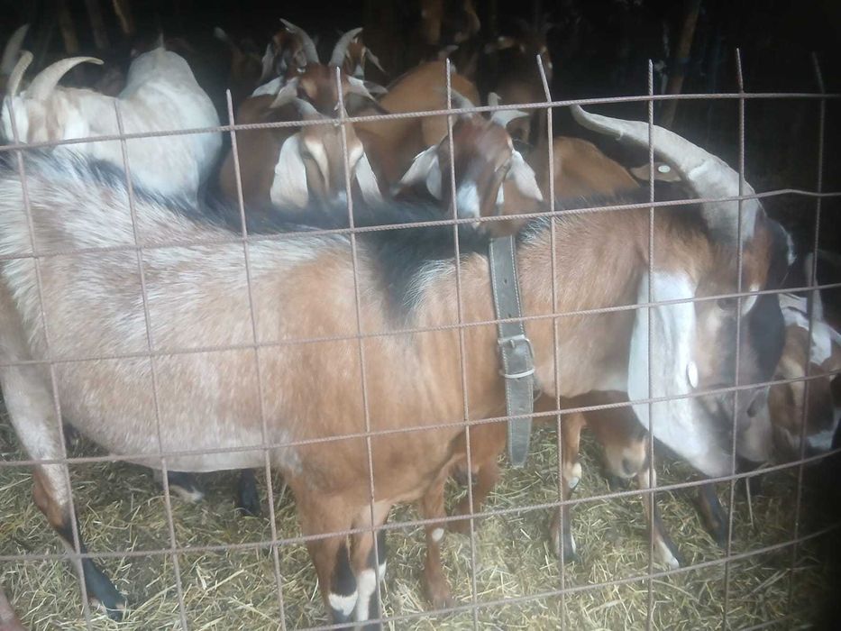 Vând tap anglonubian crotaliat