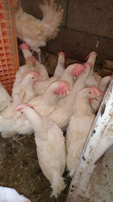 Куры несушки легорн