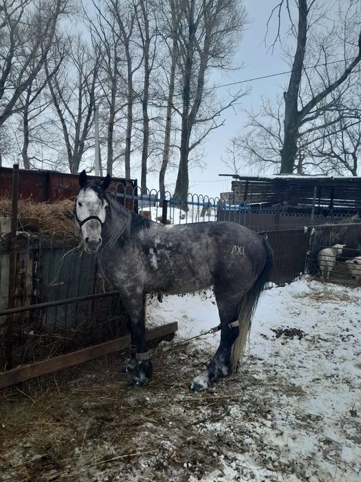 Айғыр сатам. Продам жеребца.