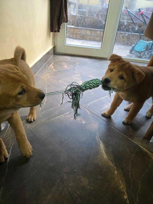 Продавам кученца