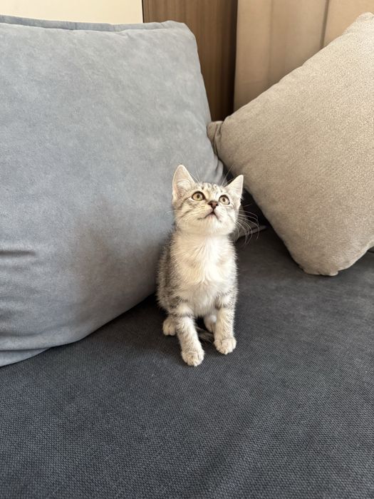 Британка котенку 2 месяцев