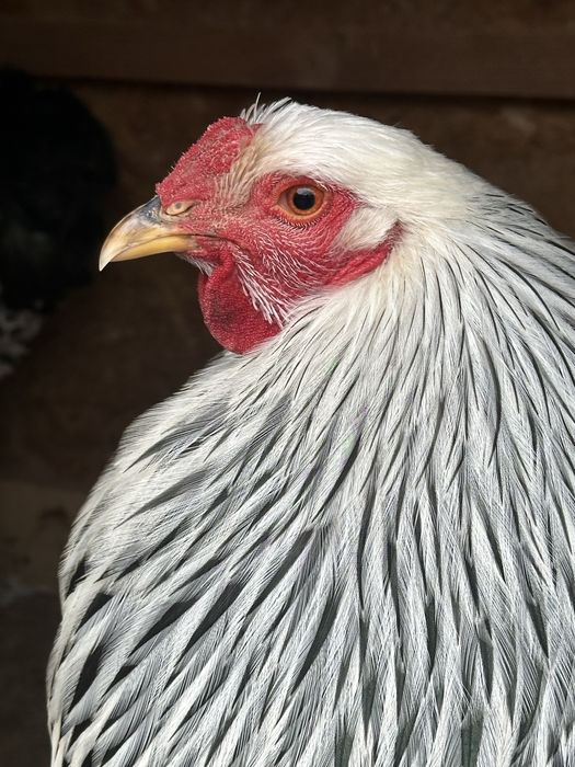 Vând găini si cocoși Brahma !!!