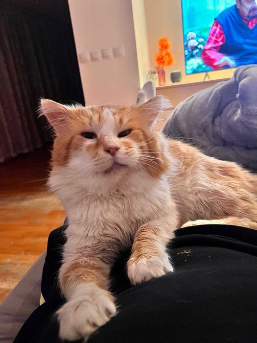 Котка в добро състояние търси дом