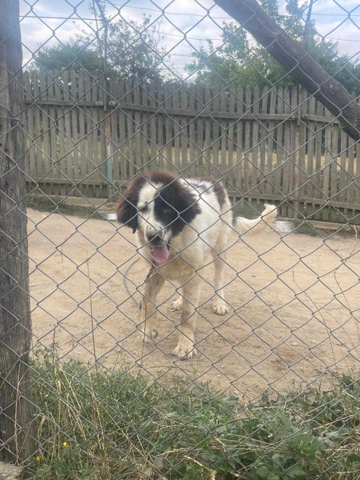 Vand mascul din rasa Ciobanesc de Bucovina si femela din rasa Kangal