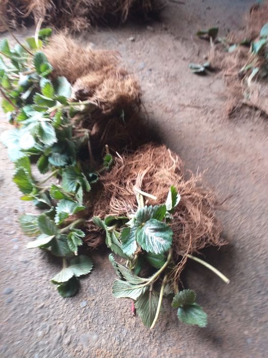 Vand stoloni de capsuni  soiul magici