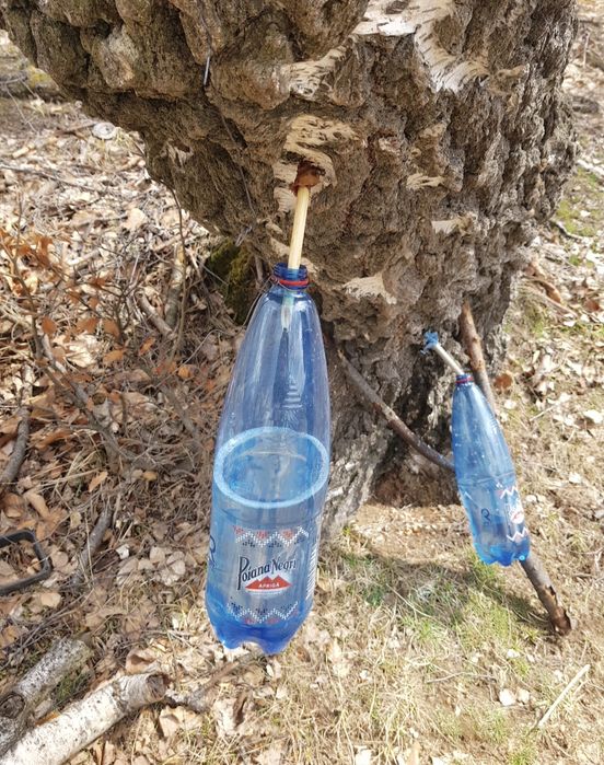 Seva de mesteacăn proaspătă