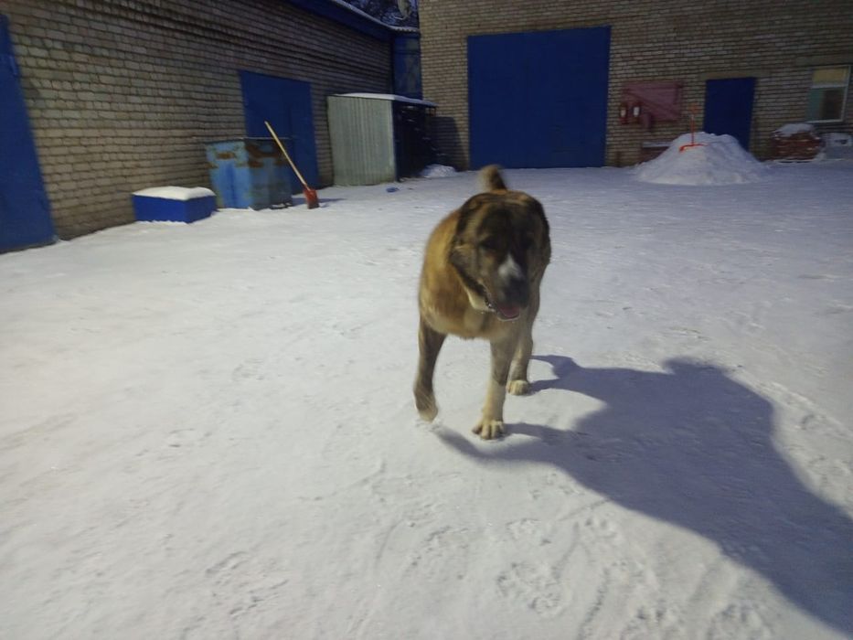 Вязка кобель САО