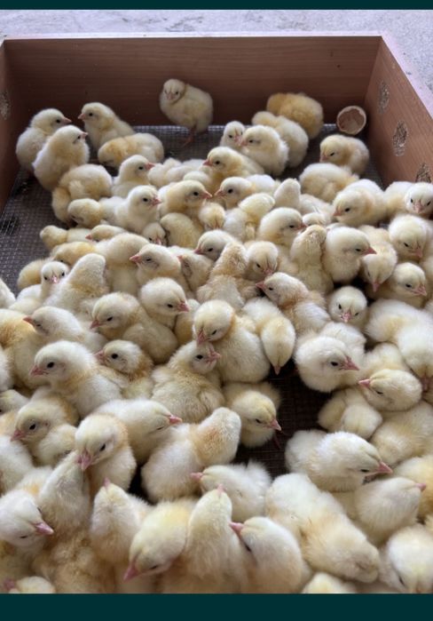 Гуси  гусята продажа