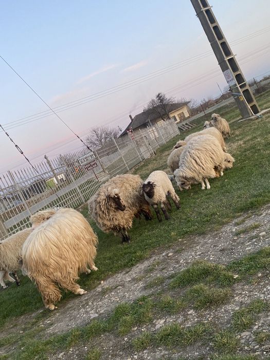 De vanzare oi …….