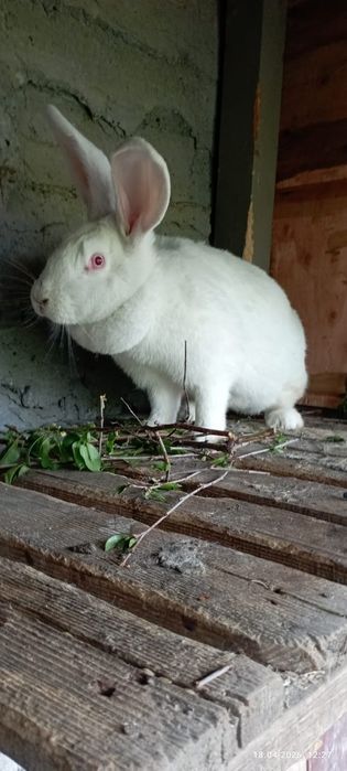 кролики порода фландер
