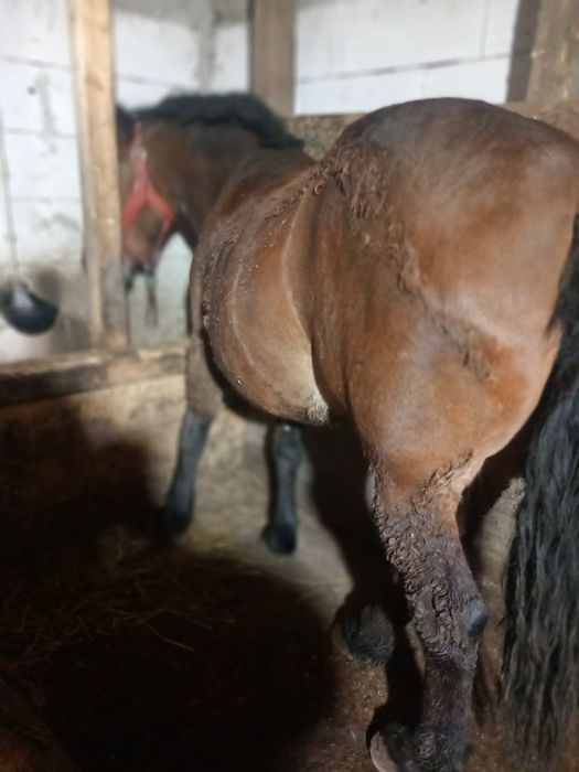 Mînză de 4 ani. Alte iepe detali