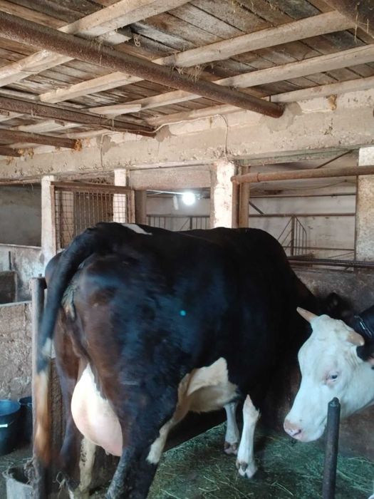Продавам крави и юници преди отелване