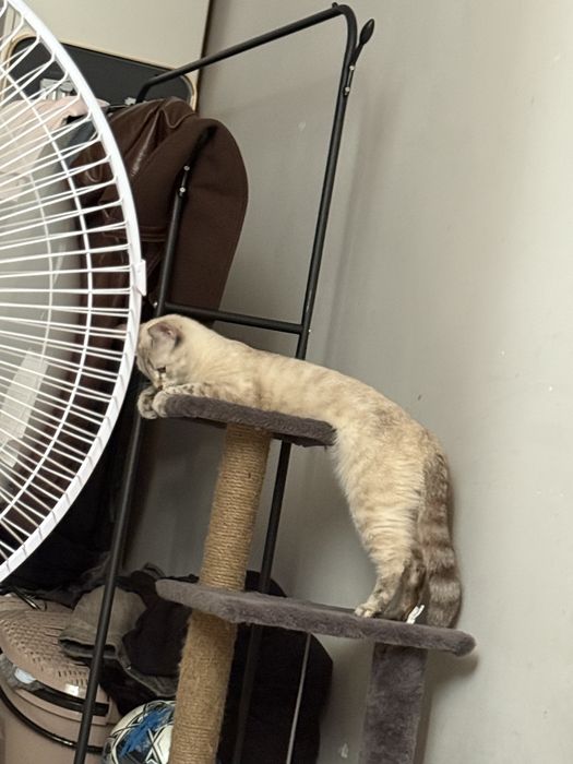 кошка, почти 2 годика, в добрые руки