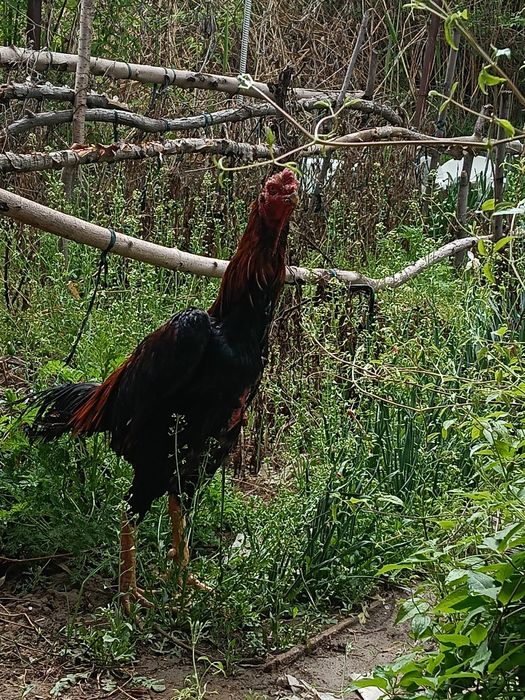 Продаю дакана микс