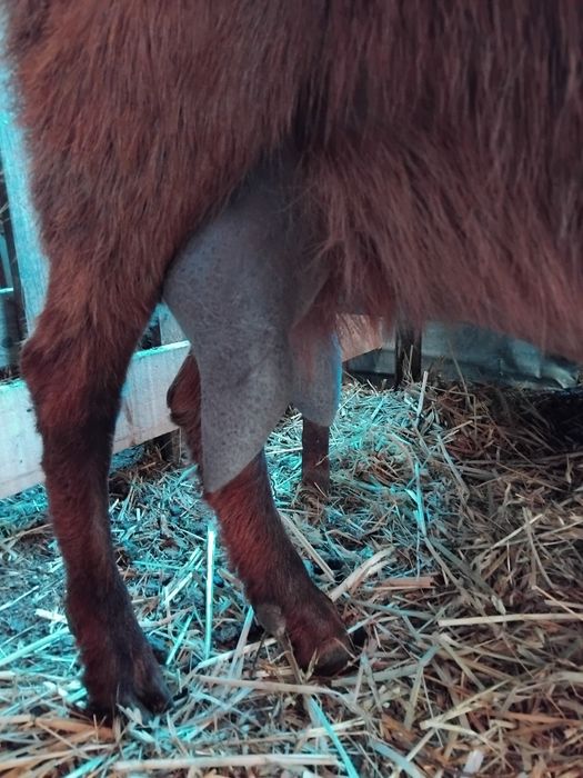 Продавам 4 броя  кози