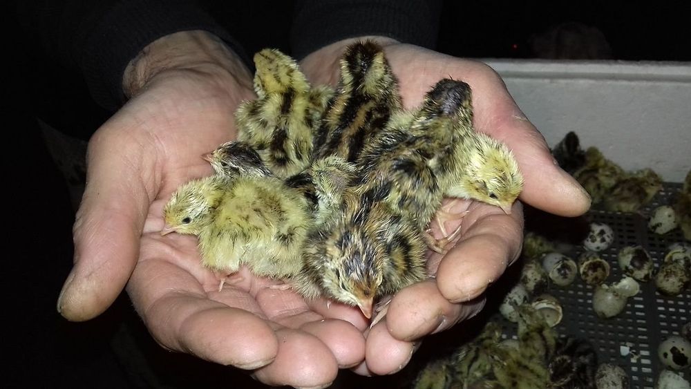 Препелка породы Техас