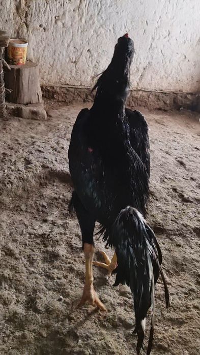 Qareya jujala sotladi