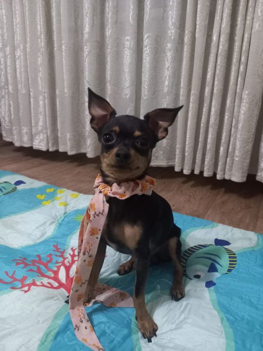 Ищем невесту карликовый