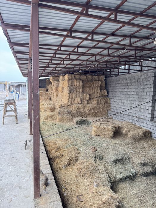 Қора сатылады жағдае жасалған