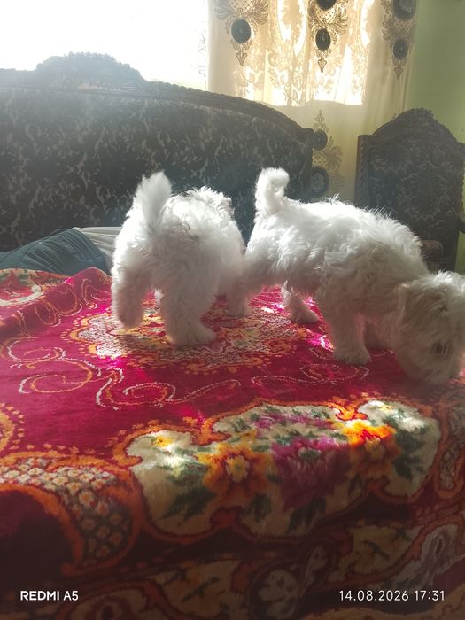 Doi pui de căței bichon maltez