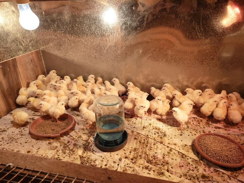 Цыплята от Адлер курей