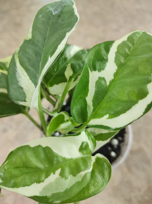 Эпипремнум N'Joy , н-джой