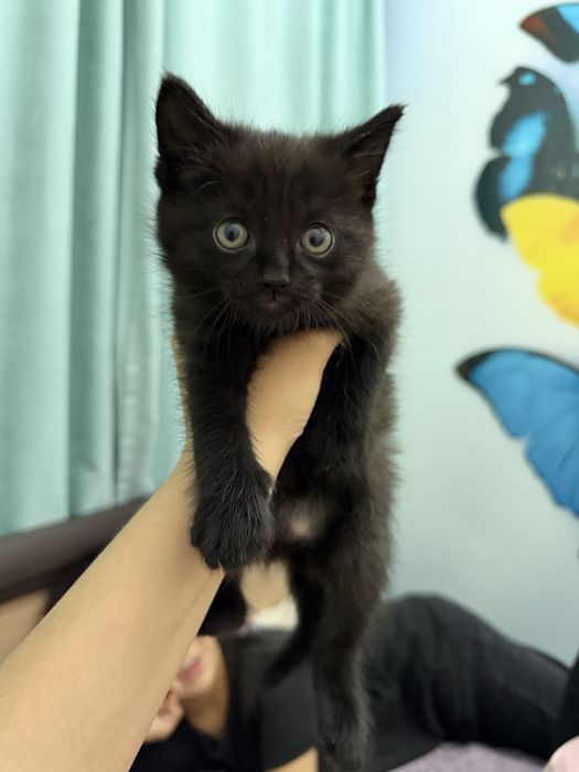 Котенок девочка 3 месячный