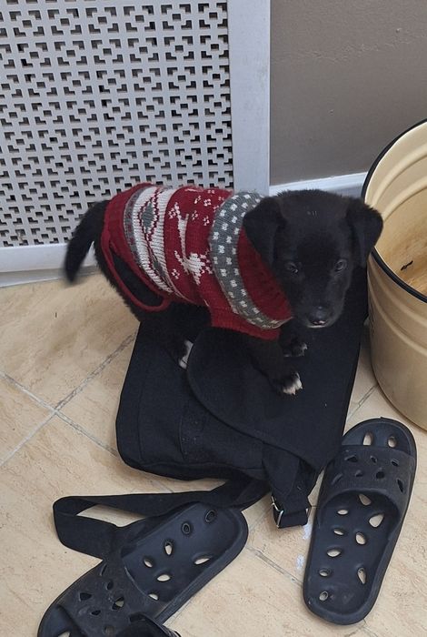 Щенок собака ищет дом