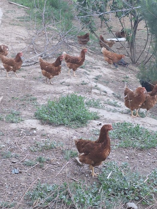 Ломан браун тавуқтары сатылады