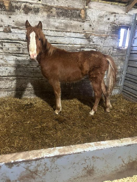 Жеребёнок 1 год на откорме