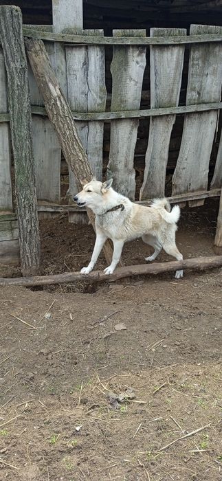 Продам лайку кабель