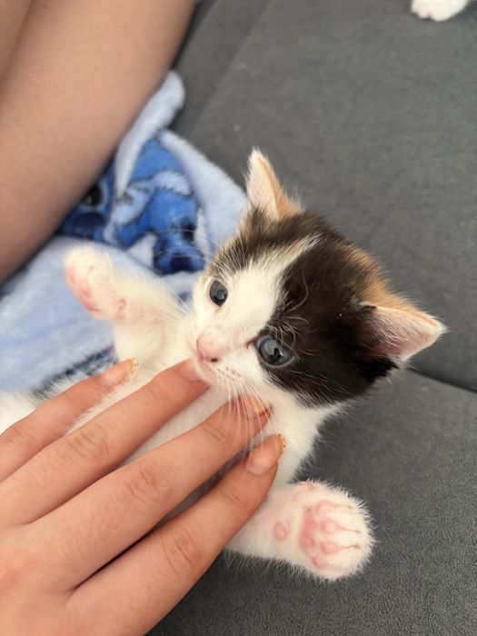 котята в хорошие руки