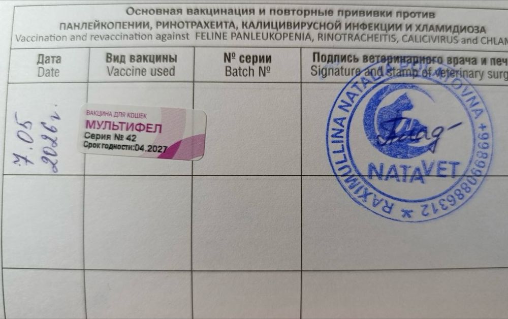 Кошка в добрые руки