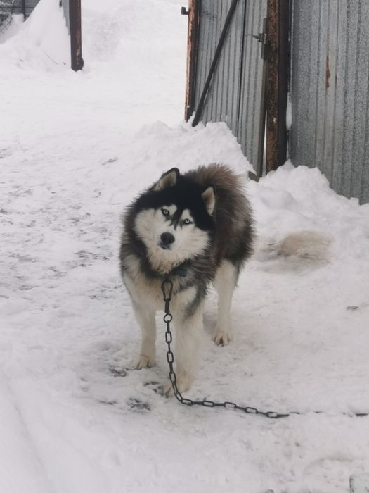 Сибирский хаский на случку