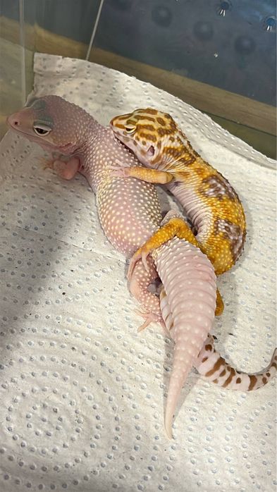 малыши эублефара собственного разведения