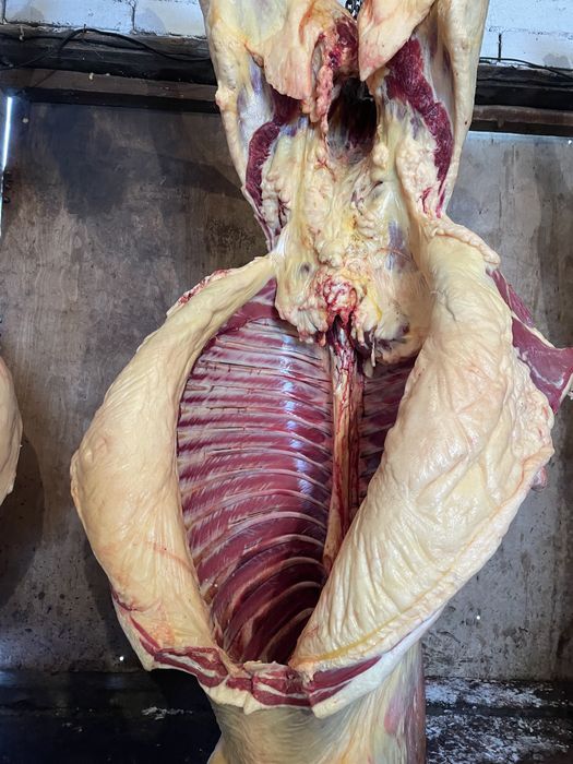 Семіз Байталдар сатылады