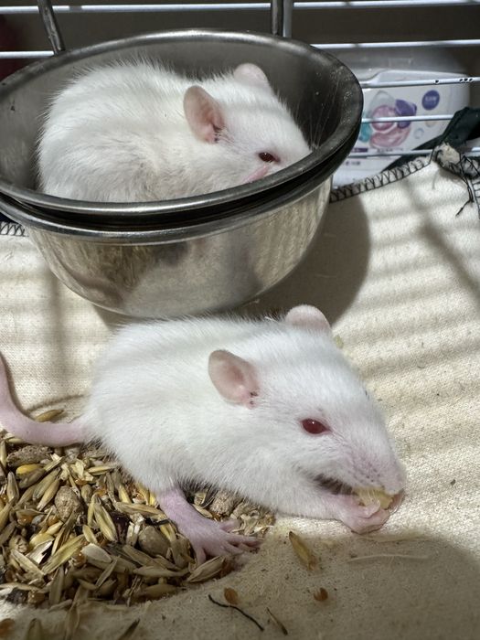 Продам крысят Альбиносов