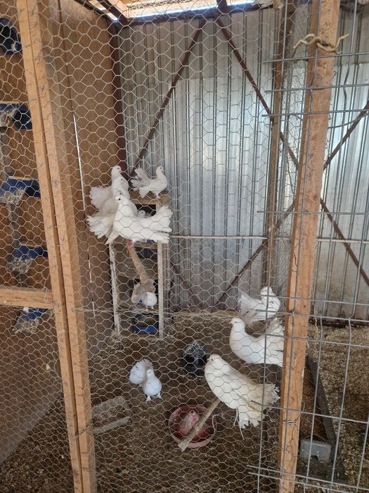 turturele răzătoare