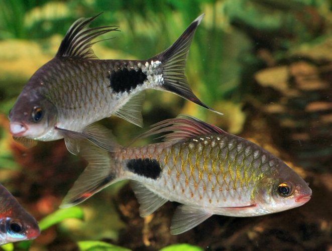 Продам барбусов филаминтозов.