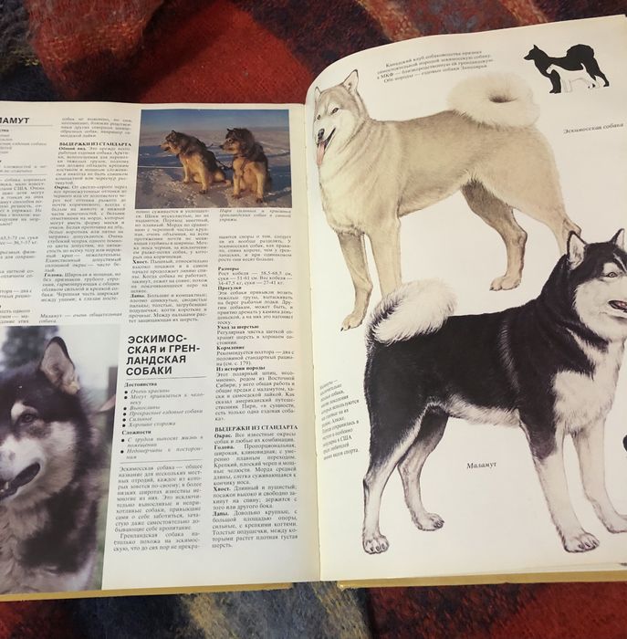 Ваша собака. Джоан Палмер