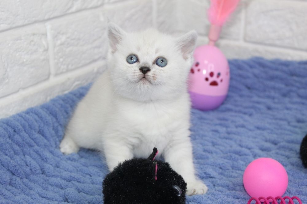 Британские котята