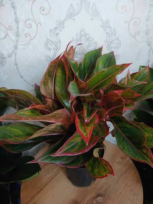 Комнатные растения