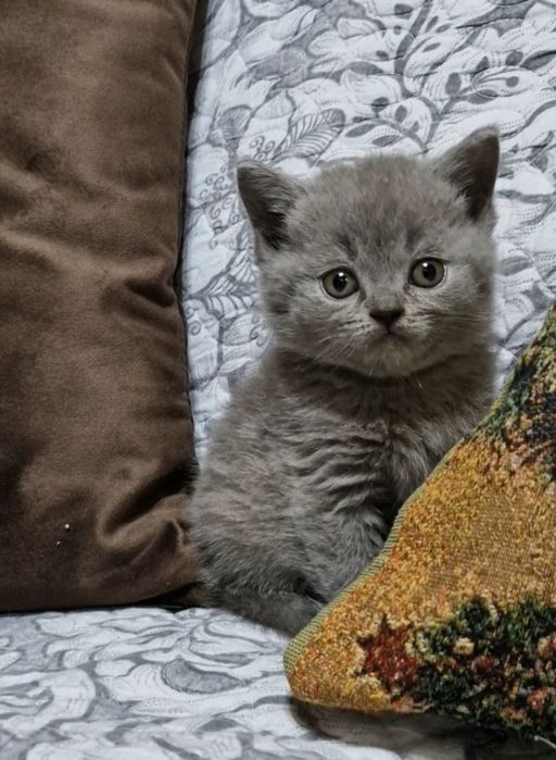Продаются чистокровные Британцы