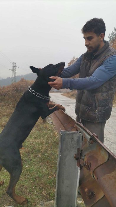 Доберман-мъжки..