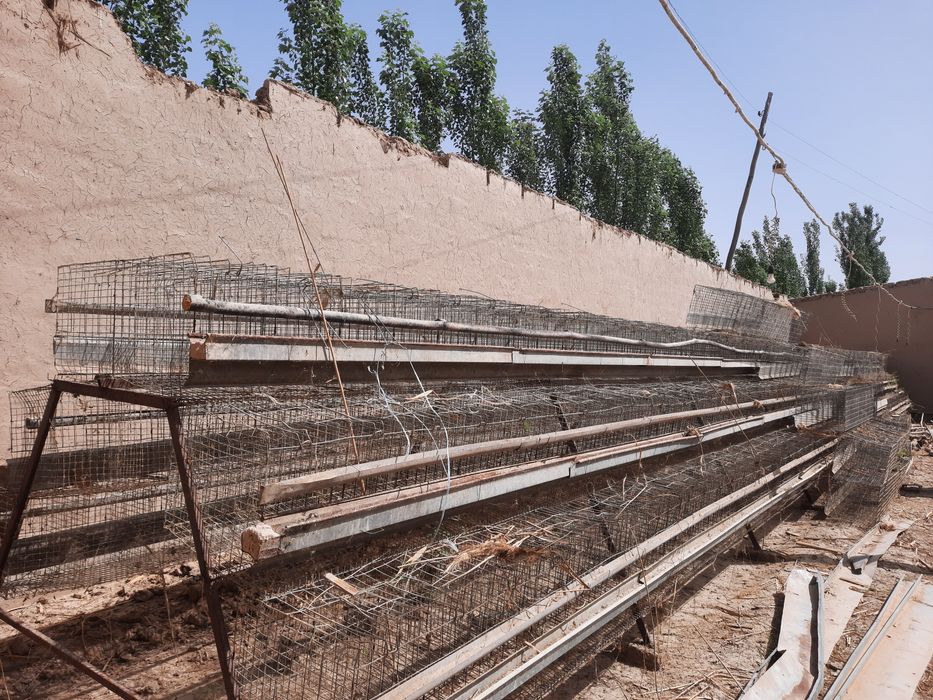 Tovuq katak sotiladi