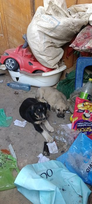 Күшіктер сатылады