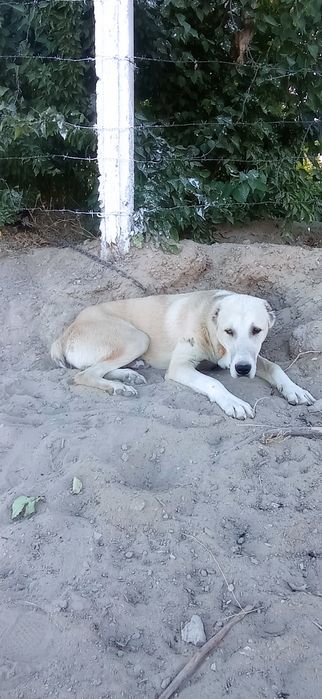 Kuchuk soriladi 9 oylik